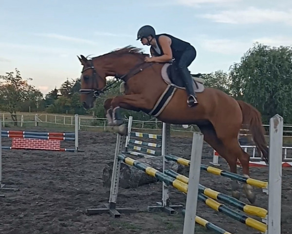 horse Layla (German Sport Horse, 2008, from Lovson)