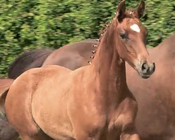horse Einfach Edel LE (Oldenburg, 2023, from Vivaldos)