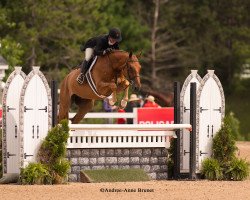 jumper Spiderman K (Oldenburg show jumper, 2016, from Special Effect)