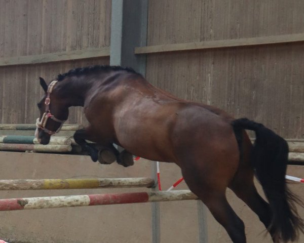 jumper Suki H (German Sport Horse, 2019, from San Giovanni)
