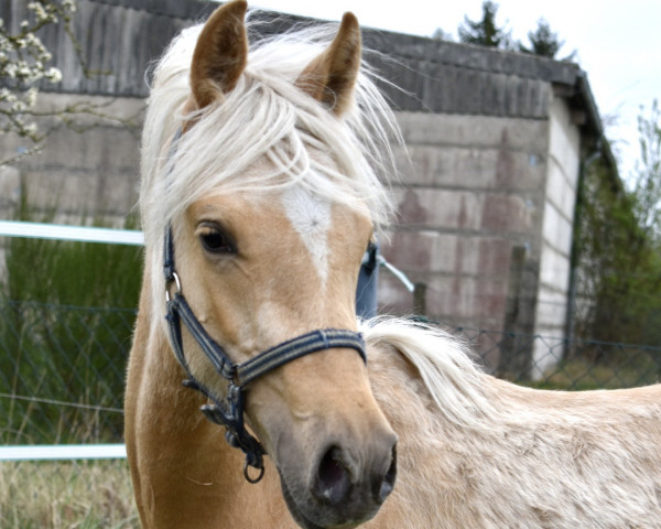 Pferd Date of Glory MM (Deutsches Reitpony, 2021, von Dating AT NRW)