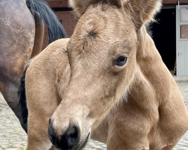 broodmare Glorys New Chance MM (German Riding Pony, 2022, from FS New Chance)