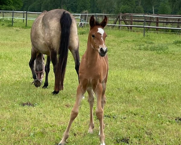 broodmare Golden Heart MM (German Riding Pony, 2023, from Neverland WE)