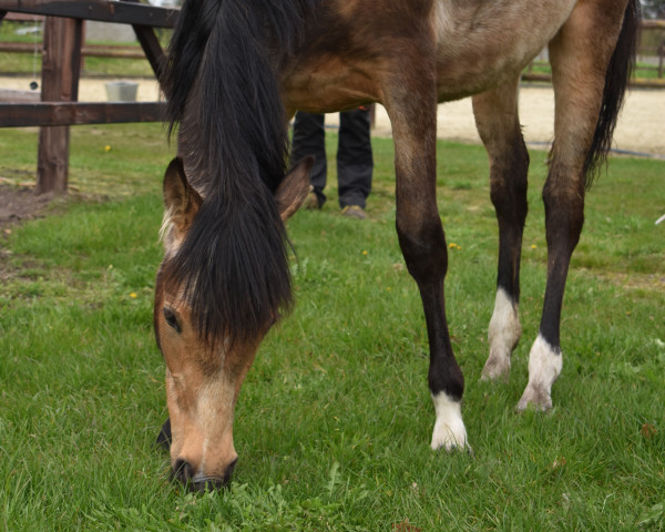 broodmare Golden Diamond MM (German Riding Pony, 2022, from FS Next Diamond)