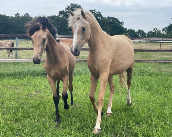broodmare Golden Love MM (German Riding Pony, 2021, from Fs Numero Uno)