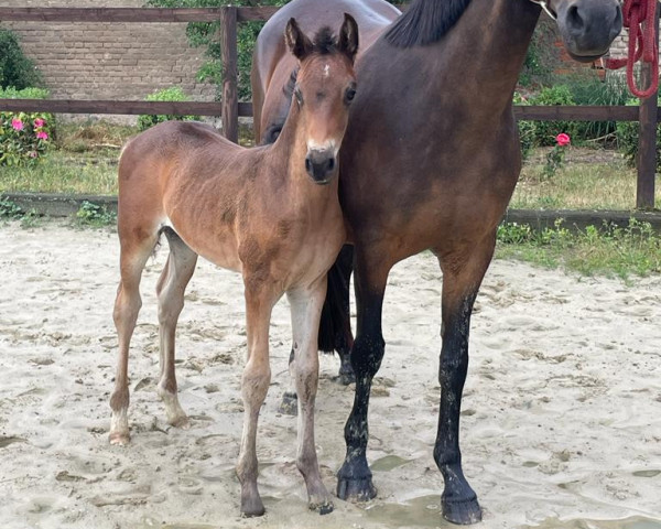 broodmare Glorys Neverending Love MM (German Riding Pony, 2023, from Neverland WE)