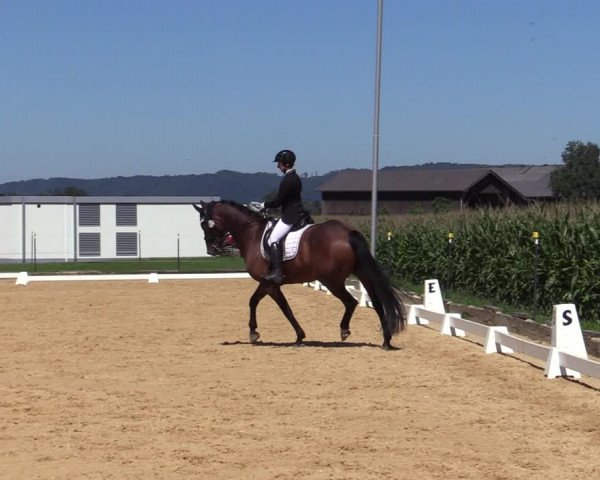 Reitturnier Ranshofen - Braunau am Inn 2023