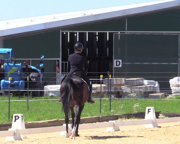 Reitturnier Ranshofen - Braunau am Inn 2023