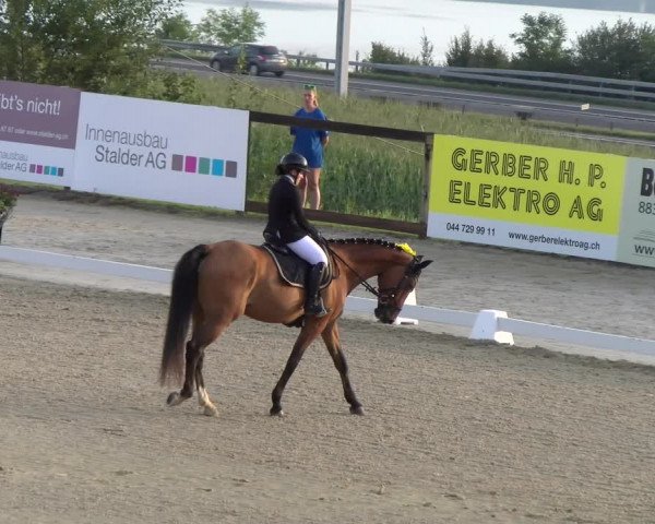 Reitturnier Wädenswil 2023