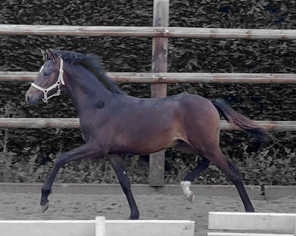 Pferd Steverheides Diageo (Deutsches Reitpony, 2023, von Don Papa WE)
