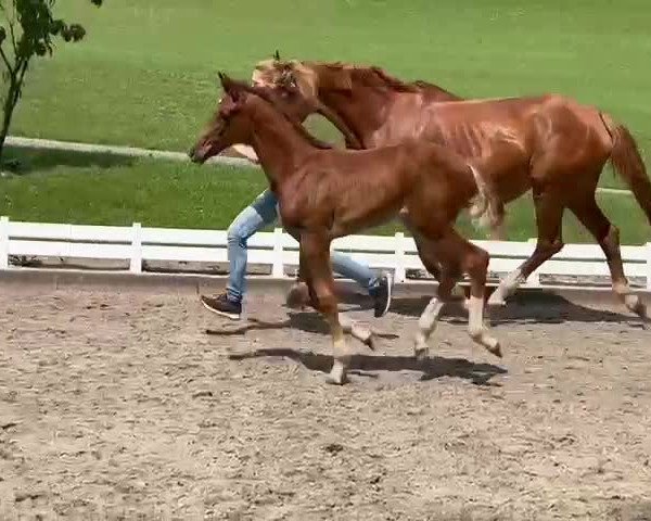Video von Vino