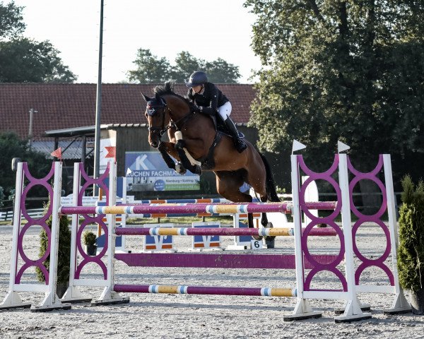 jumper Grandina 36 (German Sport Horse, 2016, from Grand Slam VDL)