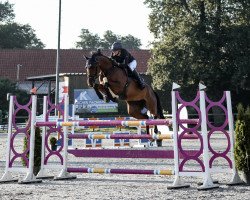 jumper Grandina 36 (German Sport Horse, 2016, from Grand Slam VDL)