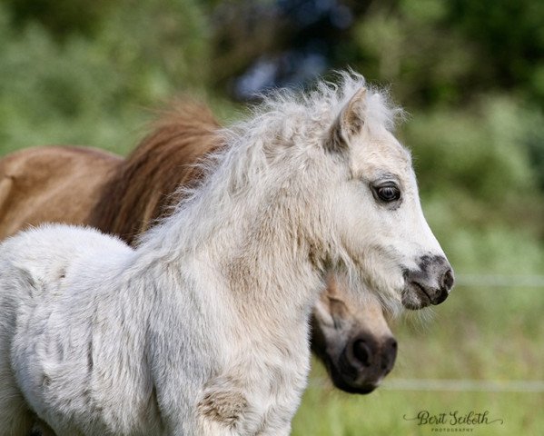 stallion Kalor Morgenstern (Dt.Part-bred Shetland pony, 2021, from Mister Hotspot van de Beekseweg)