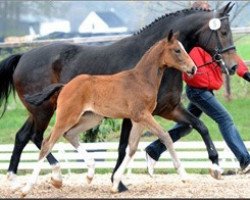 broodmare Feldstern (Oldenburg, 2003, from Sandro Hit)