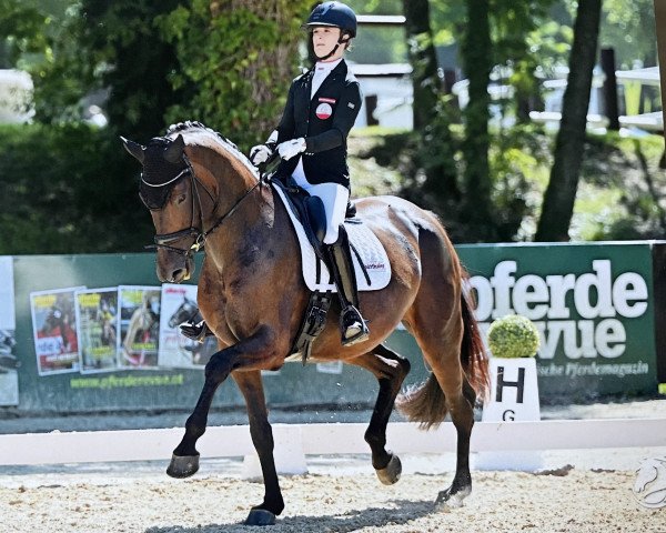 dressage horse Di Fürstin (Oldenburg, 2016, from Fürstenball) dressage horse Di Fürstin (Oldenburg, 2016, from Fürstenball)
