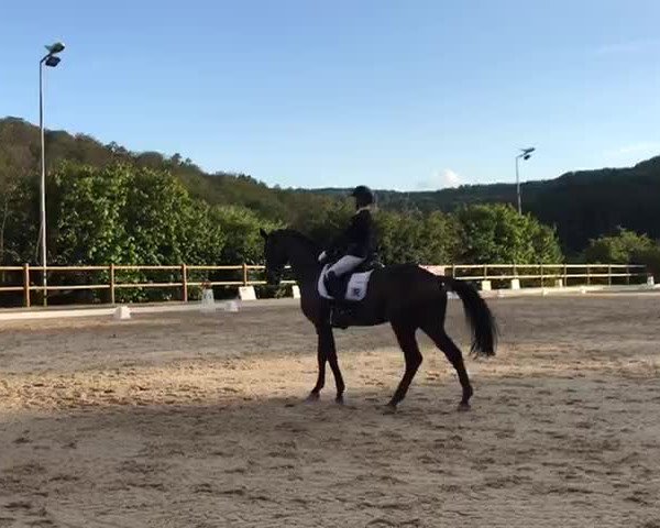 Video of Andiamo 261