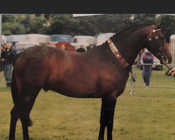 Pferd Royalswood Dark Secret (British Riding Pony, 1993, von Radway Syrtaki) Pferd Royalswood Dark Secret (British Riding Pony, 1993, von Radway Syrtaki)