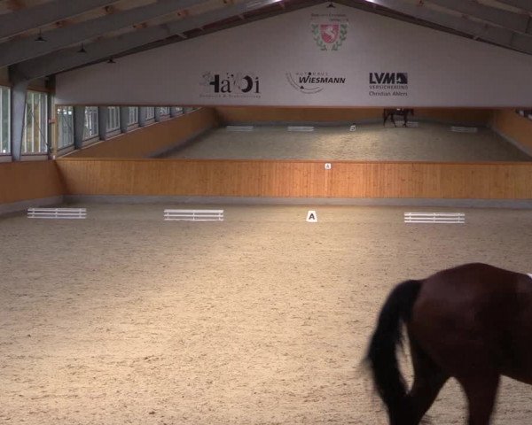 Reitturnier Münster-Amelsbüren 2023
