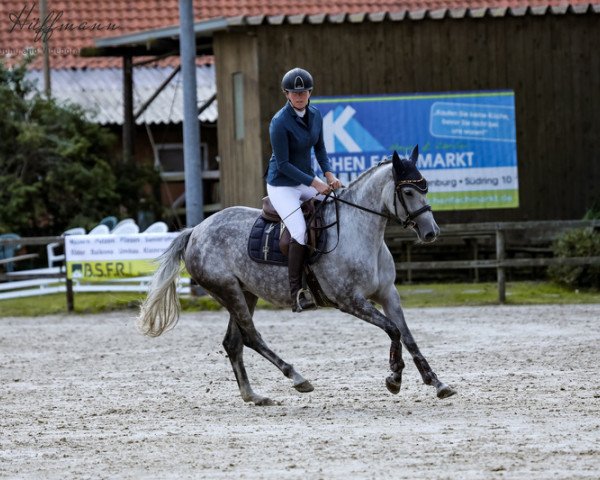 jumper Star-Lotta H (Hanoverian, 2018, from Stakkato Gold)