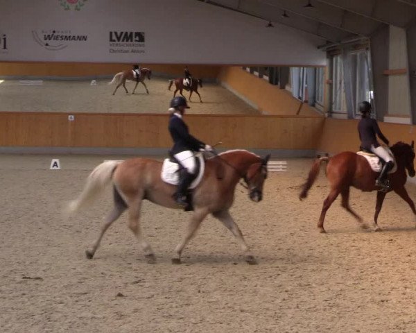 Reitturnier Münster-Amelsbüren 2023