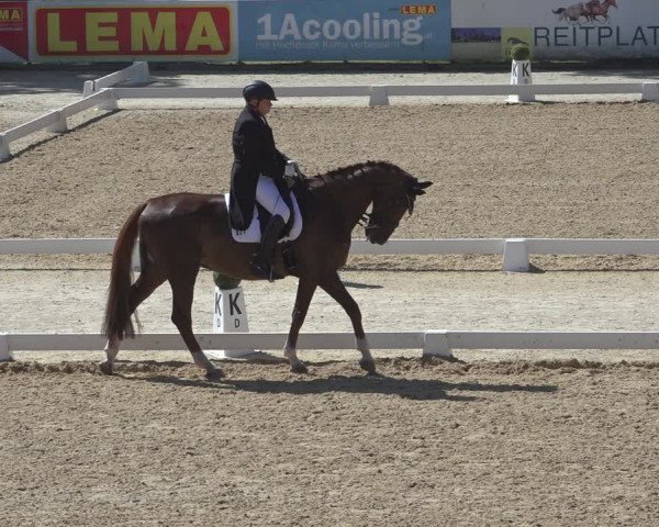 Reitturnier Stadl-Paura 2023