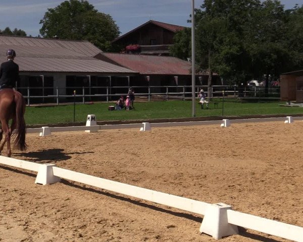 Reitturnier Ranshofen - Braunau am Inn 2023