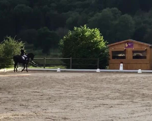 Video of Andiamo 261