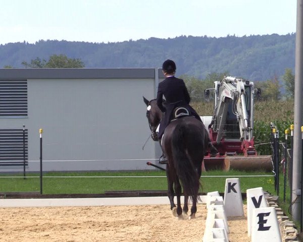 Reitturnier Ranshofen - Braunau am Inn 2023