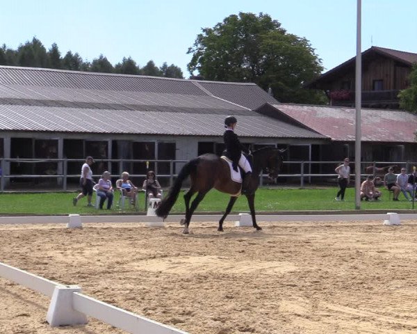 Reitturnier Ranshofen - Braunau am Inn 2023