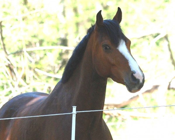 Pferd Bernhard (Holsteiner, 2010, von Casall Ask)