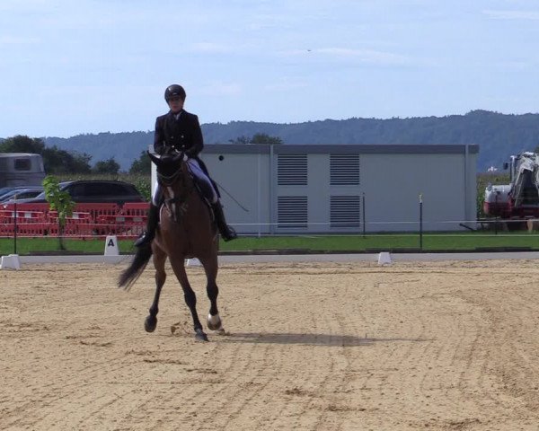 Reitturnier Ranshofen - Braunau am Inn 2023