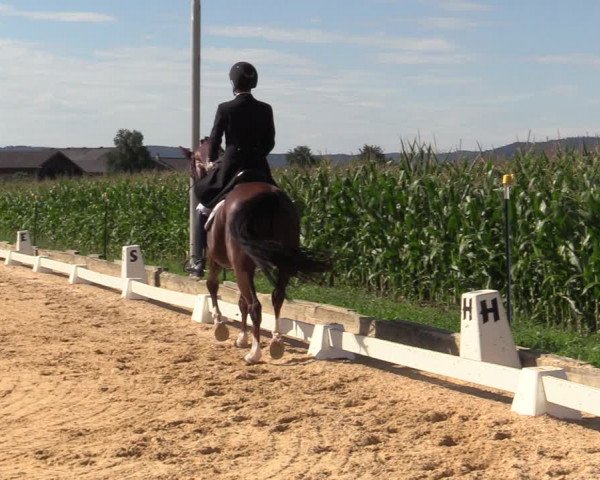 Reitturnier Ranshofen - Braunau am Inn 2023
