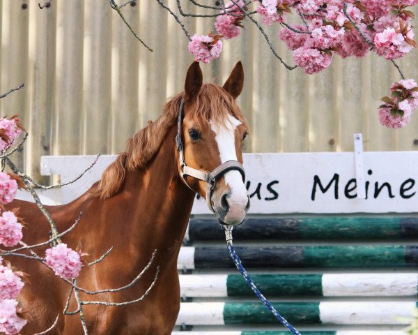 dressage horse Diamantina Z (German Riding Pony, 2017, from Diamond Touch NRW)