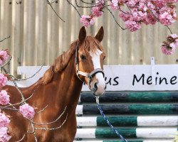 dressage horse Diamantina Z (German Riding Pony, 2017, from Diamond Touch NRW)