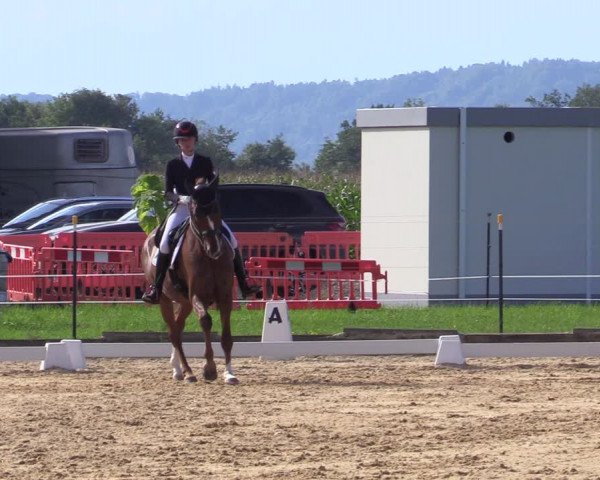Reitturnier Ranshofen - Braunau am Inn 2023