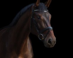 broodmare Ballett's Bellissima (Westphalian, 2018, from Ballettmeister)