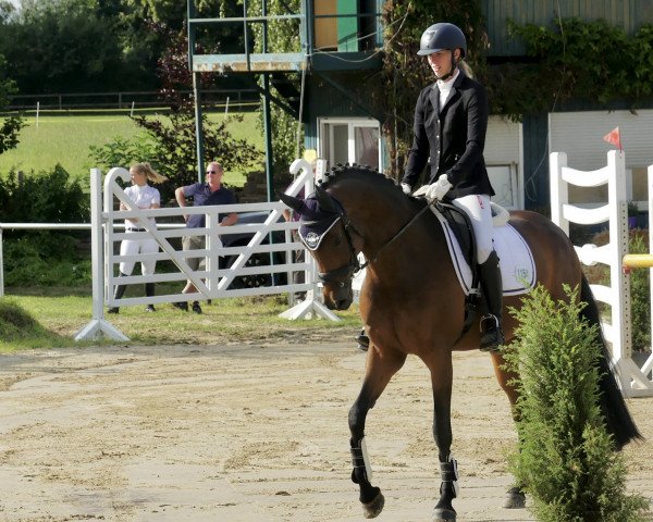 dressage horse Shirley Bassey (Oldenburg, 2013, from Sir Fidergold)