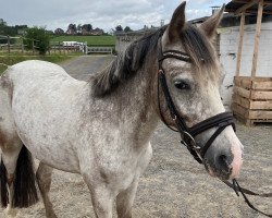 horse Vuitton (Welsh,  )