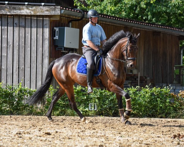 dressage horse Ballett's Believe (Westphalian, 2018, from Ballettmeister)