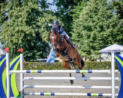 Springpferd Countdown 76 (Italienisches Warmblut, 2013, von Cosmo)