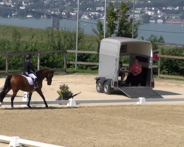 Reitturnier Wädenswil 2023
