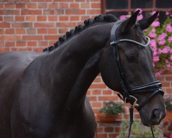 Springpferd Grace Quintera (Oldenburger, 2010, von Gabbiano 9) Springpferd Grace Quintera (Oldenburger, 2010, von Gabbiano 9)