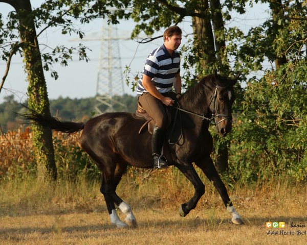 broodmare Rieke (Hessian Warmblood, 1981, from Report)