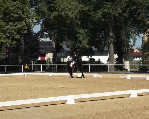 Oberösterreichisches Reitpferdechampionat / Pferdezuchtverband Stadl Paura