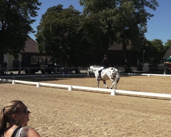 Oberösterreichisches Reitpferdechampionat / Pferdezuchtverband Stadl Paura