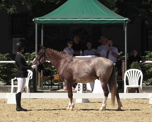 Oberösterreichisches Reitpferdechampionat / Pferdezuchtverband Stadl Paura