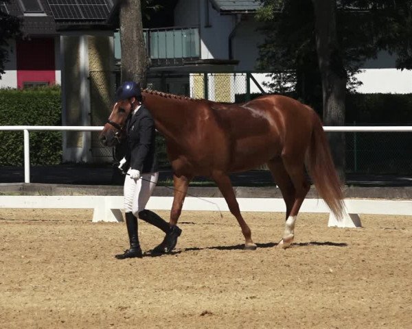 Oberösterreichisches Reitpferdechampionat / Pferdezuchtverband Stadl Paura