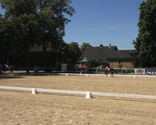 Oberösterreichisches Reitpferdechampionat 2023 / Pferdezuchtverband Stadl Paura