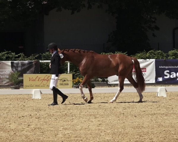Oberösterreichisches Reitpferdechampionat 2023 / Pferdezuchtverband Stadl Paura